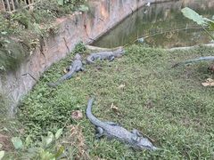 -深圳野生动物园