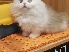 -欣宠猫屋·矮脚拿破仑·蓝金金渐层