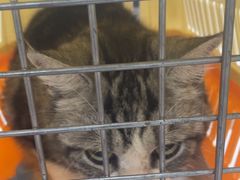 -安安宠医宠物医院·异宠·犬猫内科(岳阳分院)