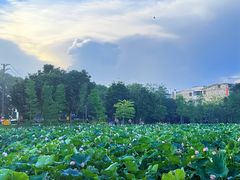 -长洲岛
