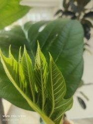 -HEYAN荷妍专业脱毛连锁机构