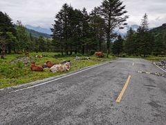 -硗碛藏寨·神木垒景区