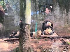 -中国大熊猫保护研究中心雅安碧峰峡基地