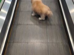 -瑞派宠物医院·中兽医专科(中央商城分院)