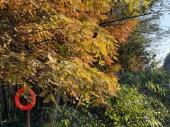 -桤木河湿地公园