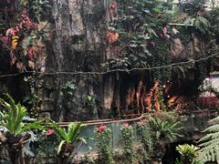-正佳雨林生态植物园