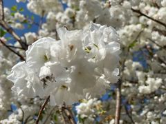 -天适樱花悠乐园