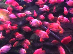 -梦幻海洋王国(吾悦广场张家港店)