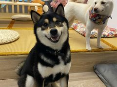 -柴迷FANS CLUB·柴犬狗咖·猫咖