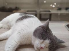-飞行喵MR PILOT|猫舍·猫咖(静安大融城店)