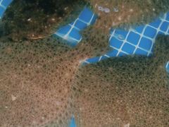 -宾朋海鲜特色美食餐厅·纯手工鲅鱼水饺(兴海路店)