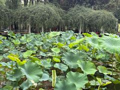 -温江公园