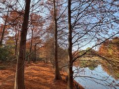 -上海海湾国家森林公园