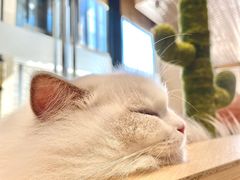 -瞄一喵猫咖(格力海岸店)