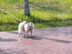 -春花秋色城市公园