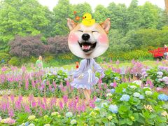 -秀丽东方