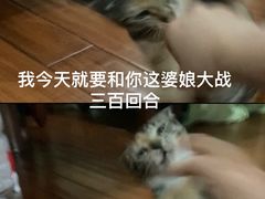 -御宝贝24h宠物医院·转诊中心·CT核磁血透中心(厦门总院)