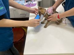 -瑞派动物医院·绝育·犬猫全科·预防医学(光景江南中店)