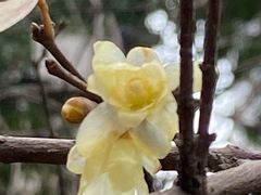 -证大大拇指广场(芳甸路店)