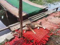 -同銮特种养殖场·龙虾垂钓