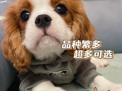 -萌宠之家·腊肠犬·马尔泰·小体犬舍