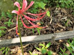 -华南国家植物园-售票处