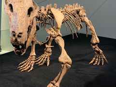 -墨尔本博物馆(Melbourne Museum)