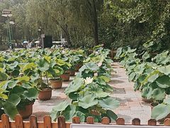-莲花池公园