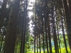 -武陵山森林公园