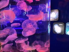 -青岛海底世界-水族馆