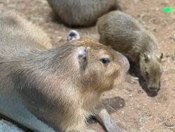 -Zoolung Zoolung动物主题公园(海信广场店)