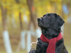 -超宠爱宠物摄影-Super pet