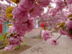 -莱阳濯村樱花园