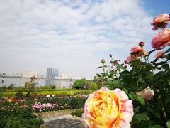 -立新湖公园
