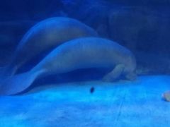 -烟台海昌鲸鲨海洋公园