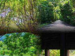 -华侨城湿地公园