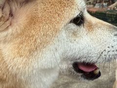 -柴犬高等学院·狗咖·柴犬售卖·宠物训练