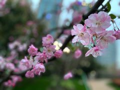 -陆家嘴中心绿地