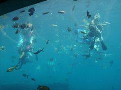 -瑞德姆美人鱼海底演艺主题餐厅(亚龙湾店)