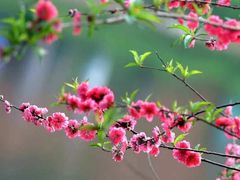 -南国桃园旅游度假区