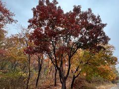 -北京西山国家森林公园