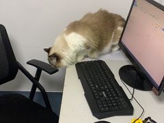 -宠颐生动物医院·猫科·心脏科(海口分院)