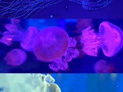 -海合安武汉极地海洋公园