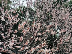 -杭州植物园
