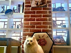 -猫小院猫主题餐厅(南锣旗舰店)