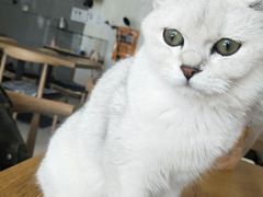 -平行世界·猫咖(首经贸店)