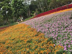 -广州市流溪河国家森林公园
