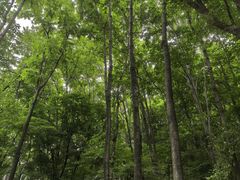 -帽儿山风景区