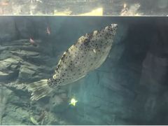 -大阪海游馆