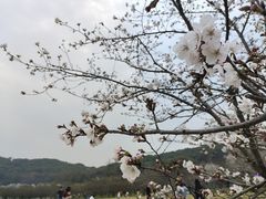 -苏州上方山国家森林公园